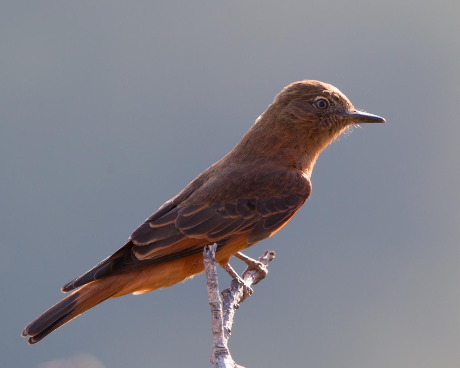 Cliff Flycatcher