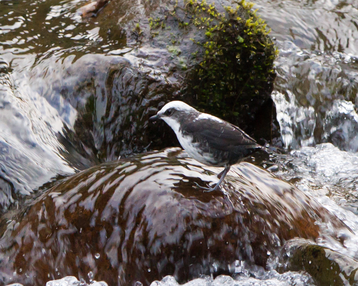 White-capped Dipper