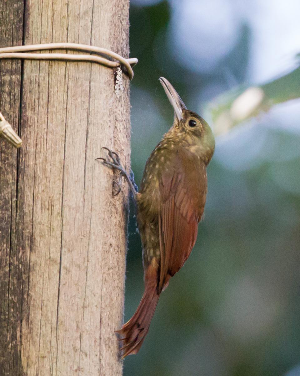 Spotted Woodcreeper