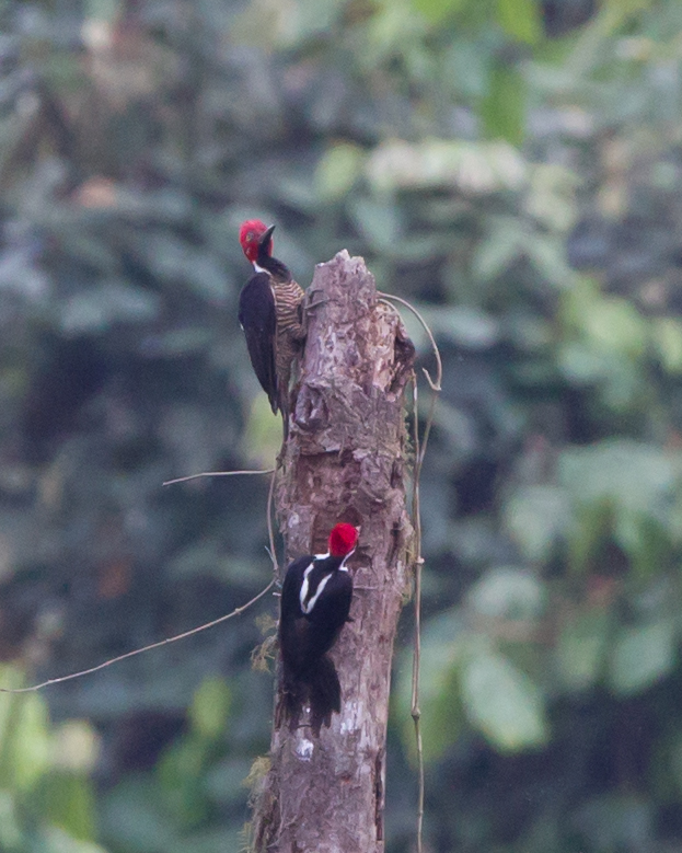 Guayaquil Woodpecker