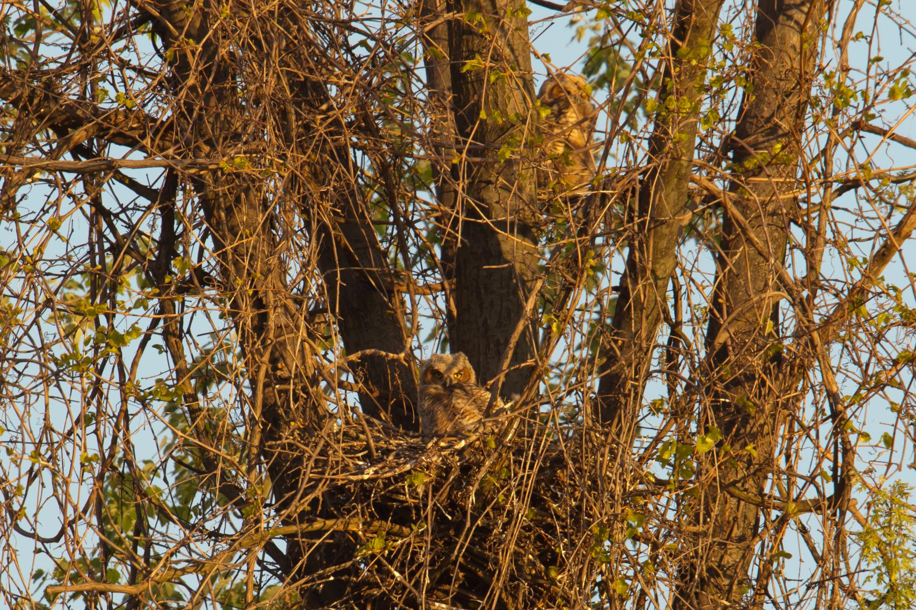 Great Horned Owl Chicks