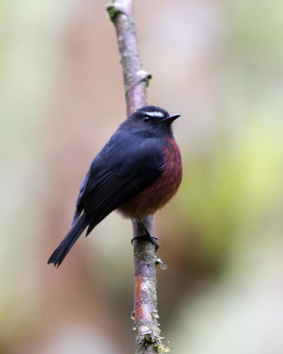Slaty-backed Chat-tyrant