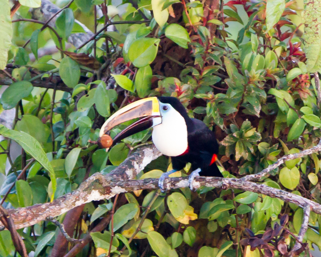 White-throated Toucan