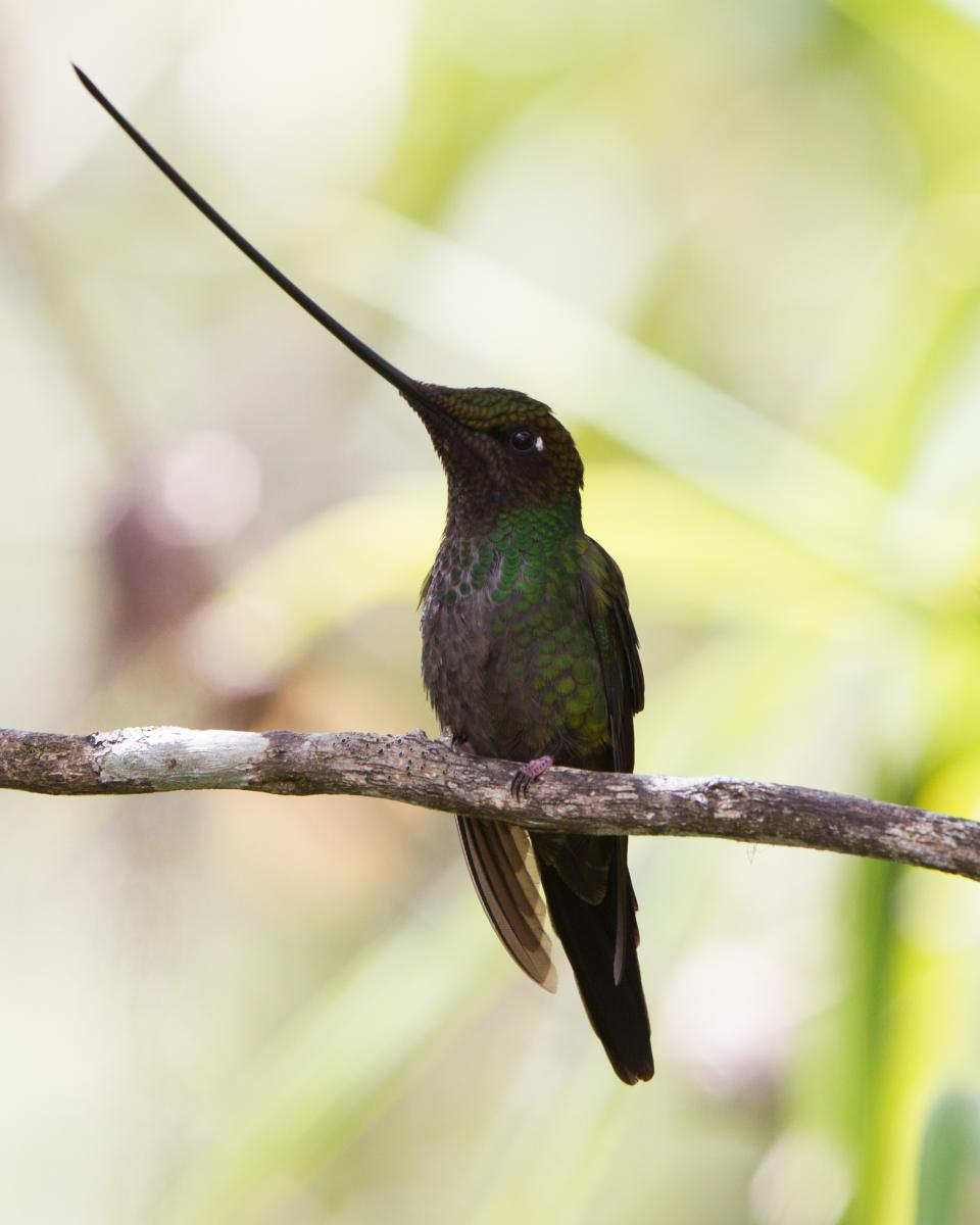 Sword-billed Hummingbird