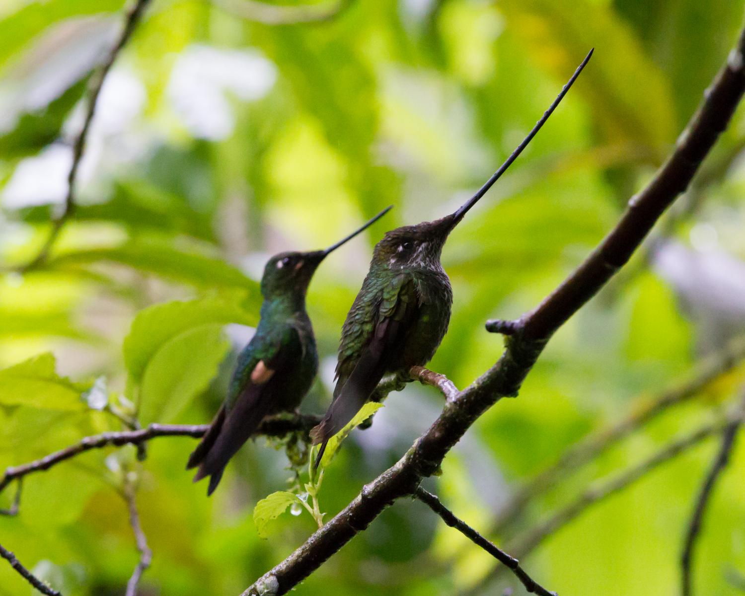 Sword-billed and Buff-winged Starfrontlet