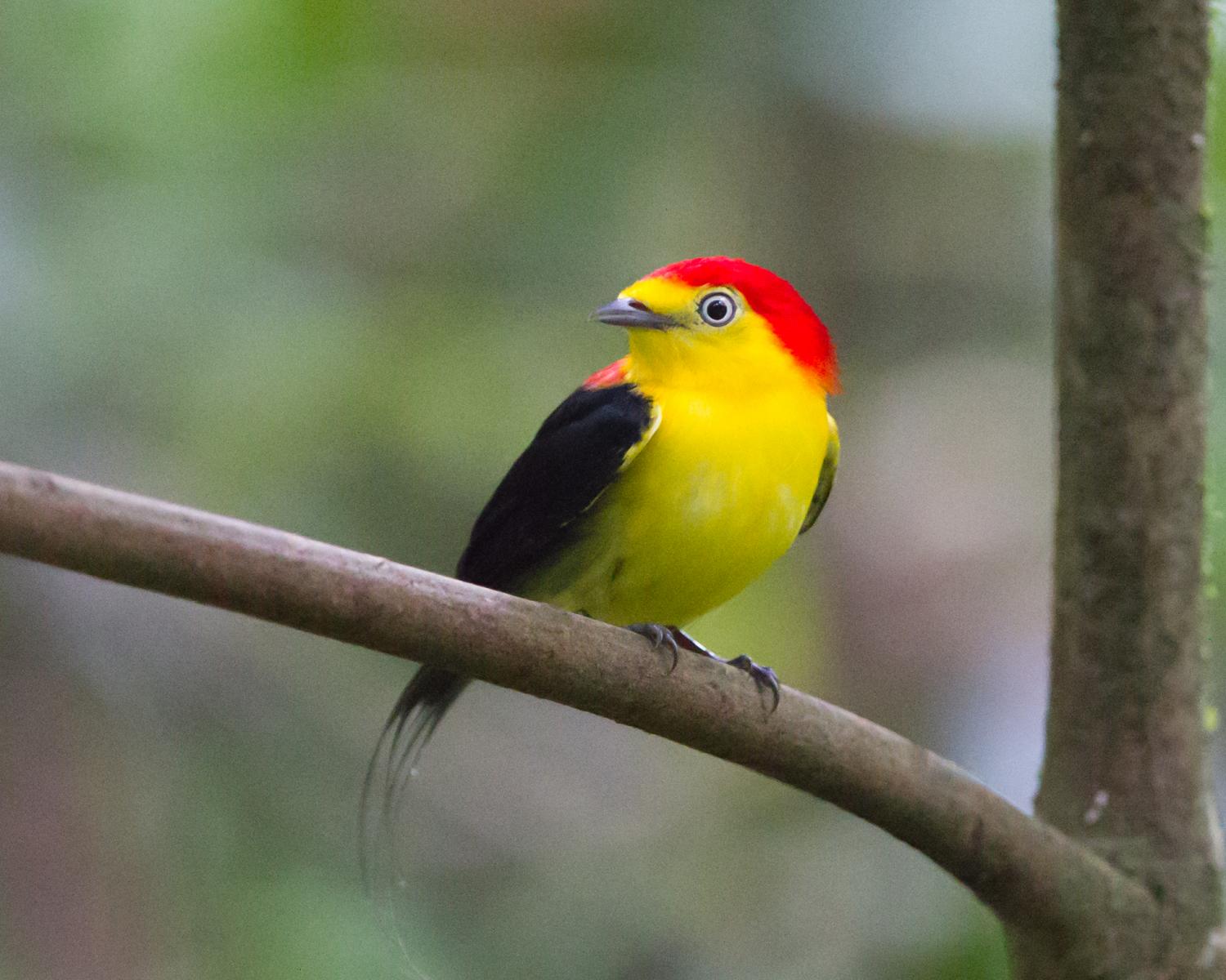 Wire-tailed Manakin
