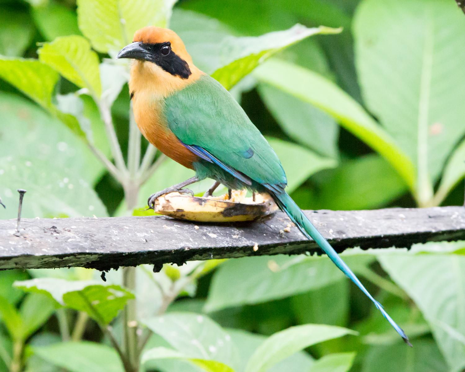 Rufous Motmot