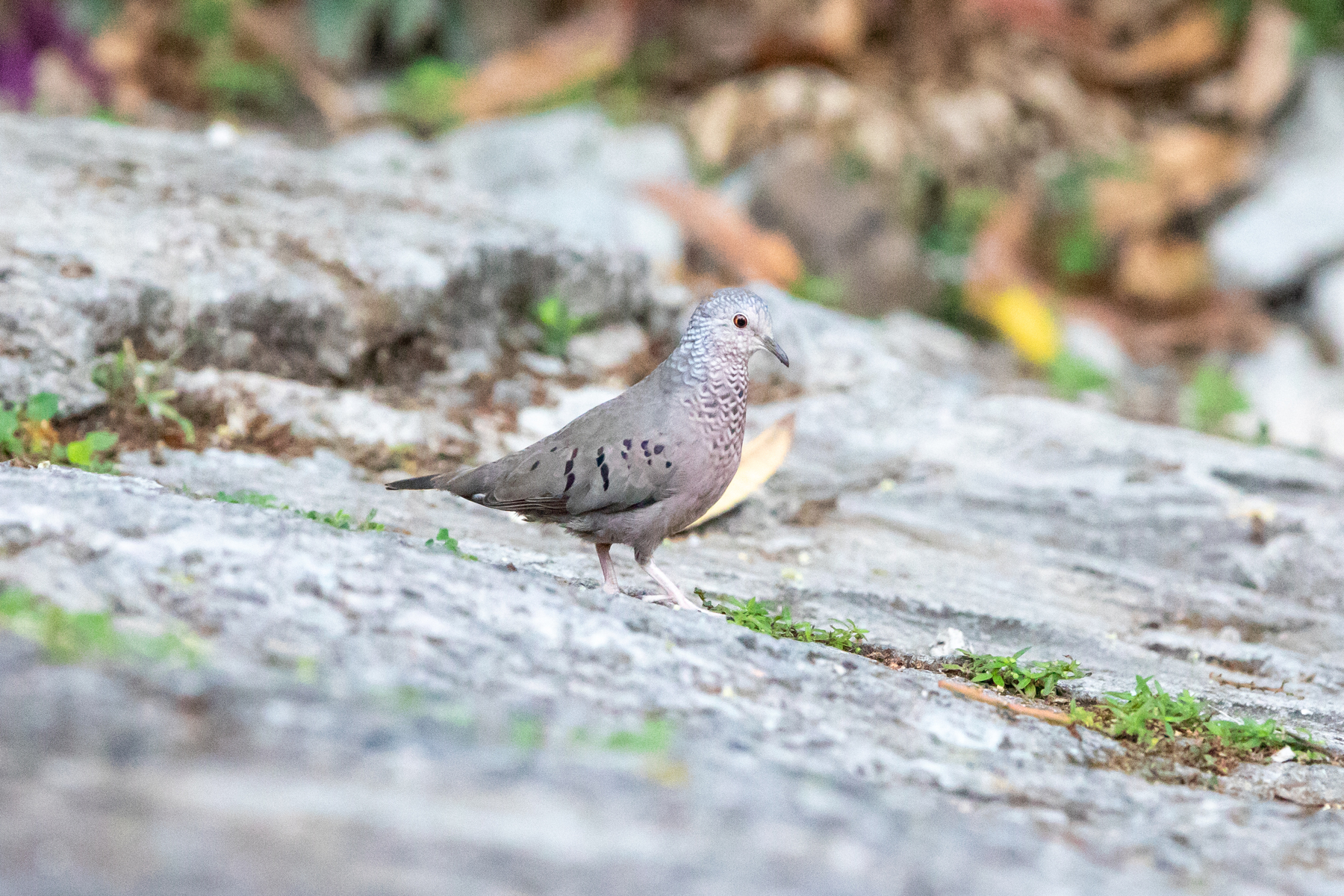 Common Ground Dove