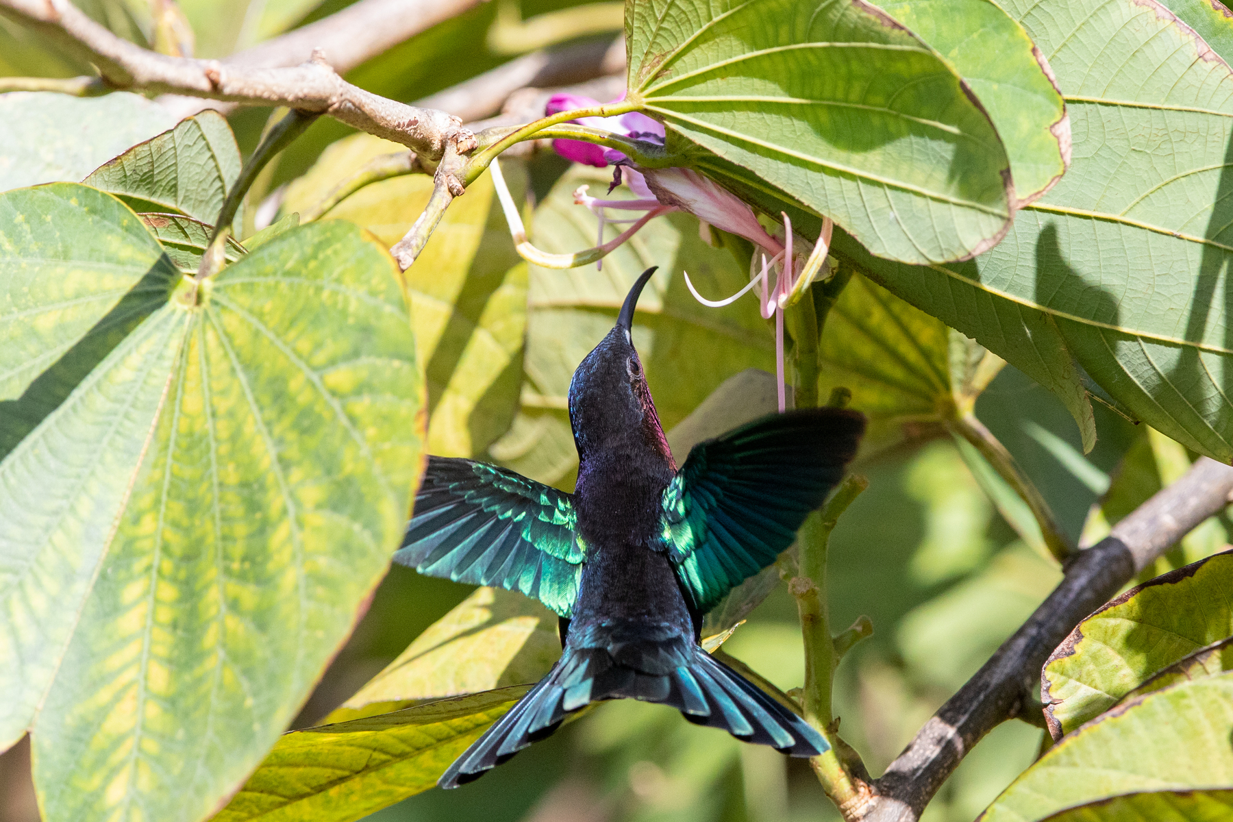 Purple-throated Carib
