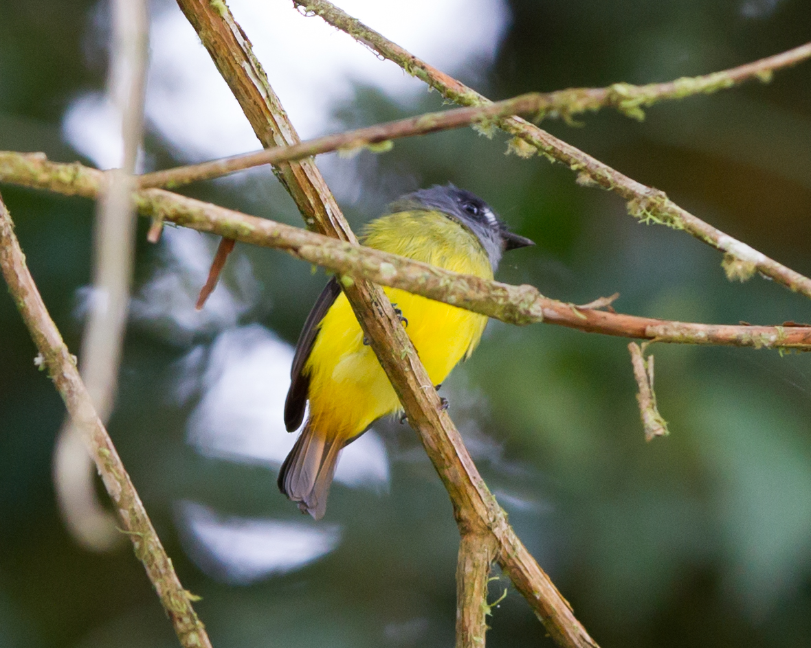 Ornate Flycatcher