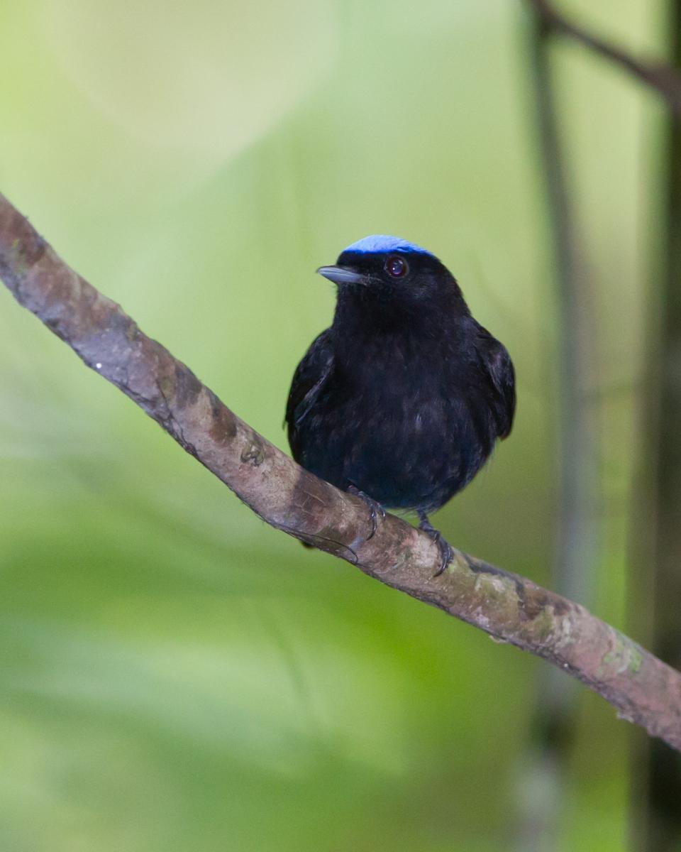 Blue-crowned Manakin