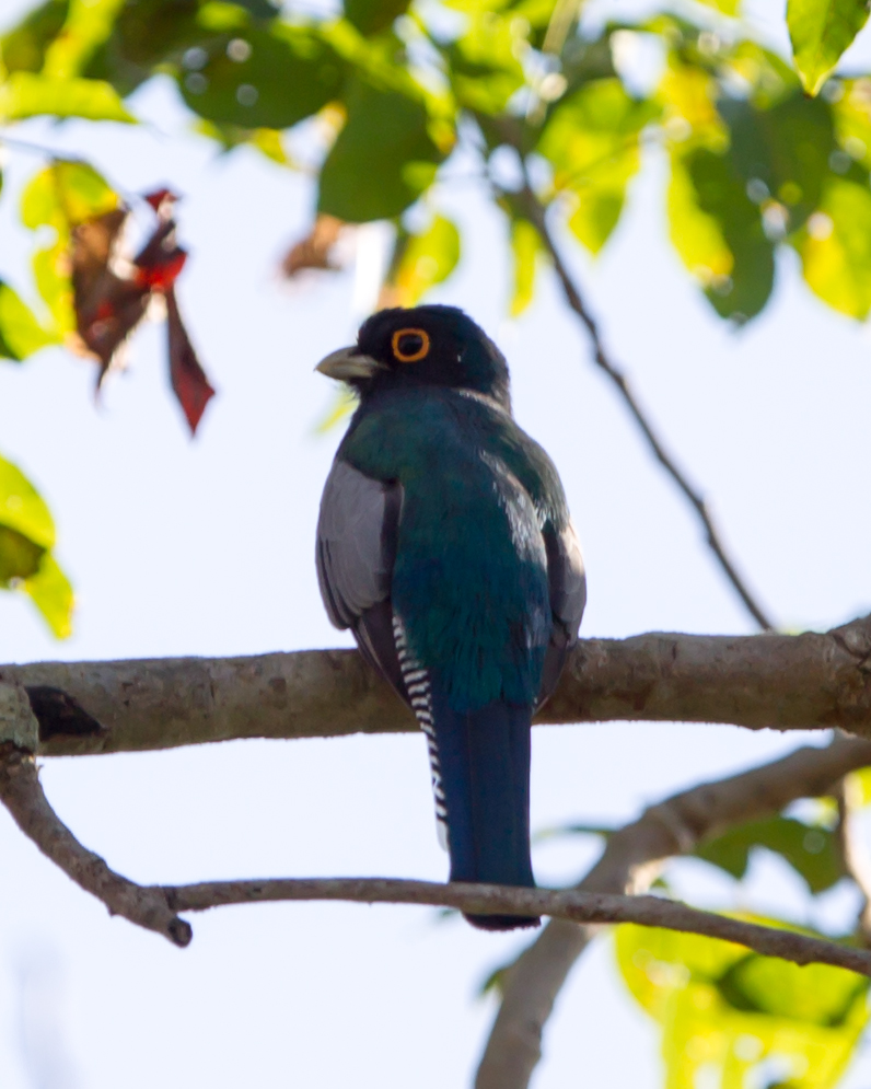 Blue-crowned Trogon