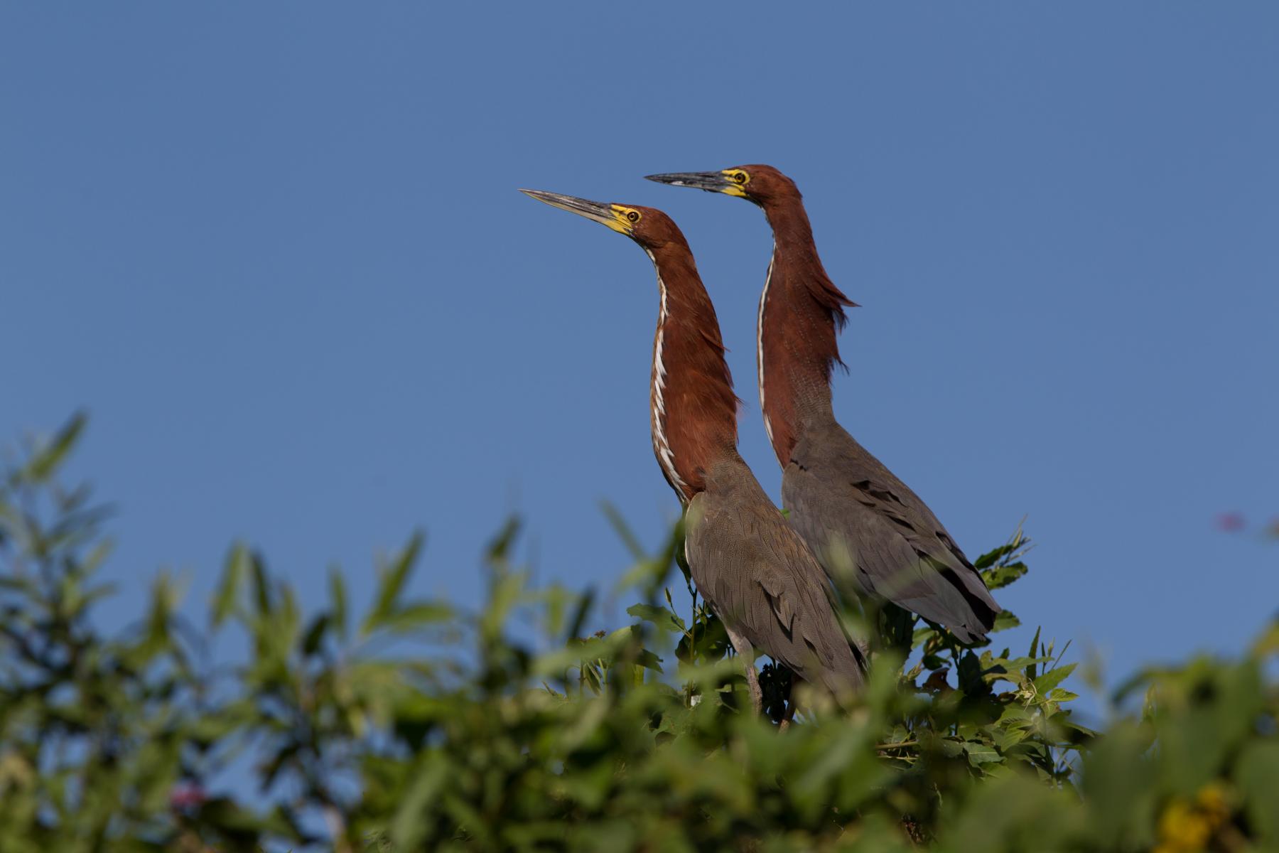 Rufescent Tiger Heron