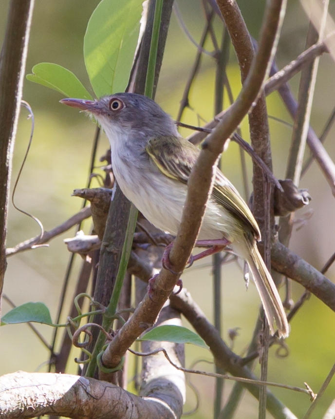 Pearly-vented Tody-tyrant