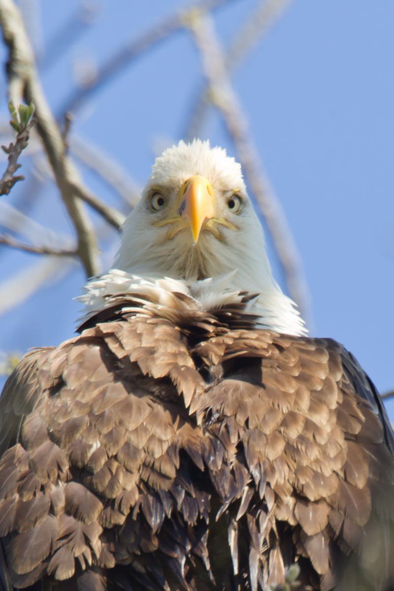 Bald eagle Looking Down