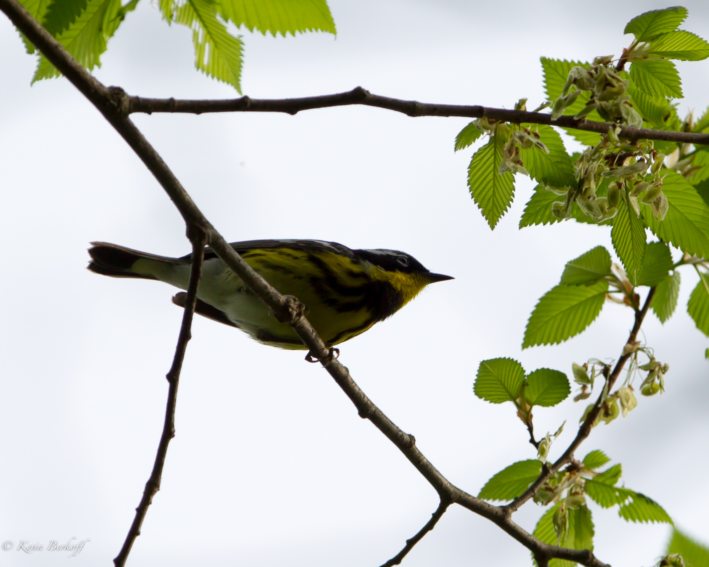 Magnolia Warbler