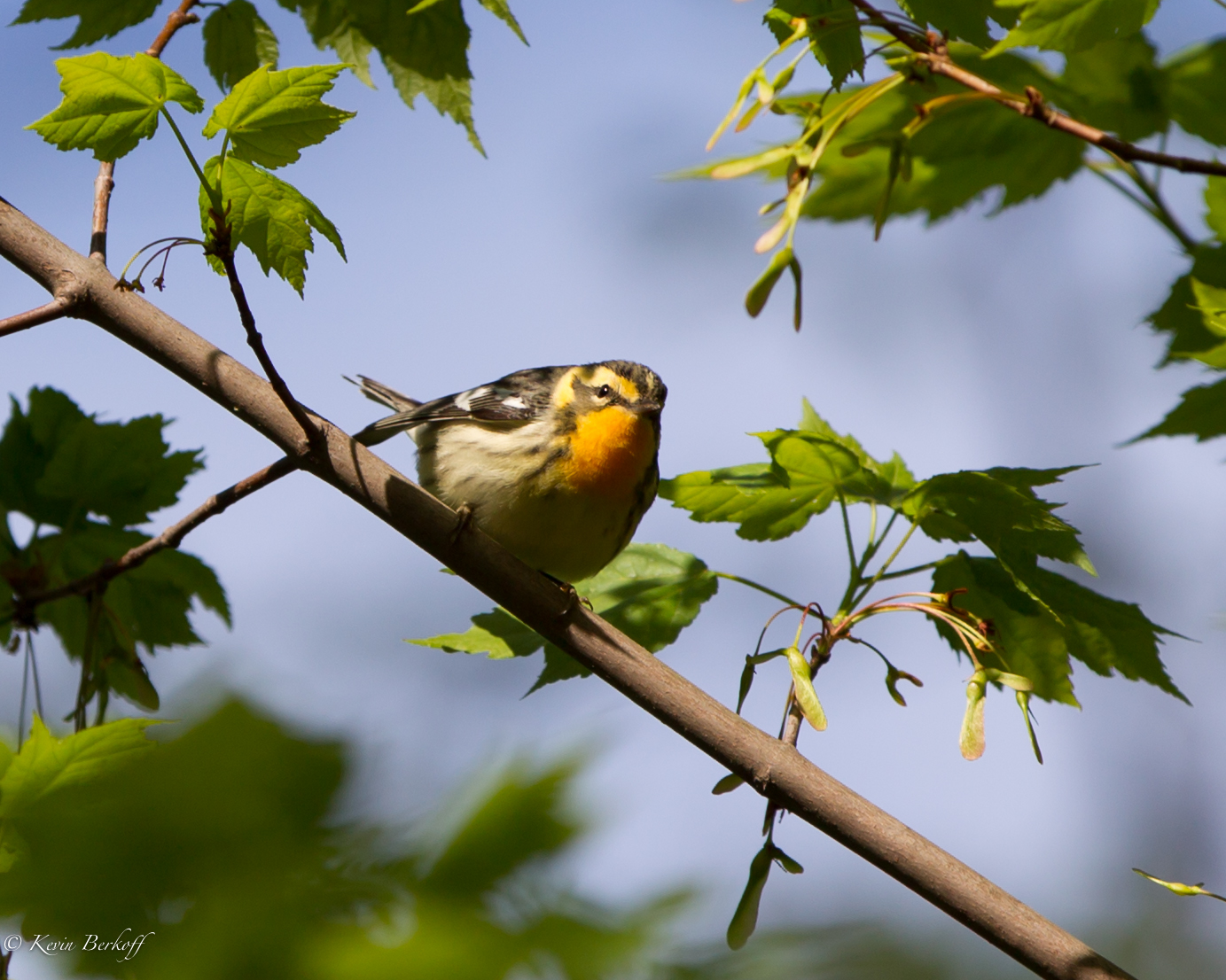 Blackburnian Warbler