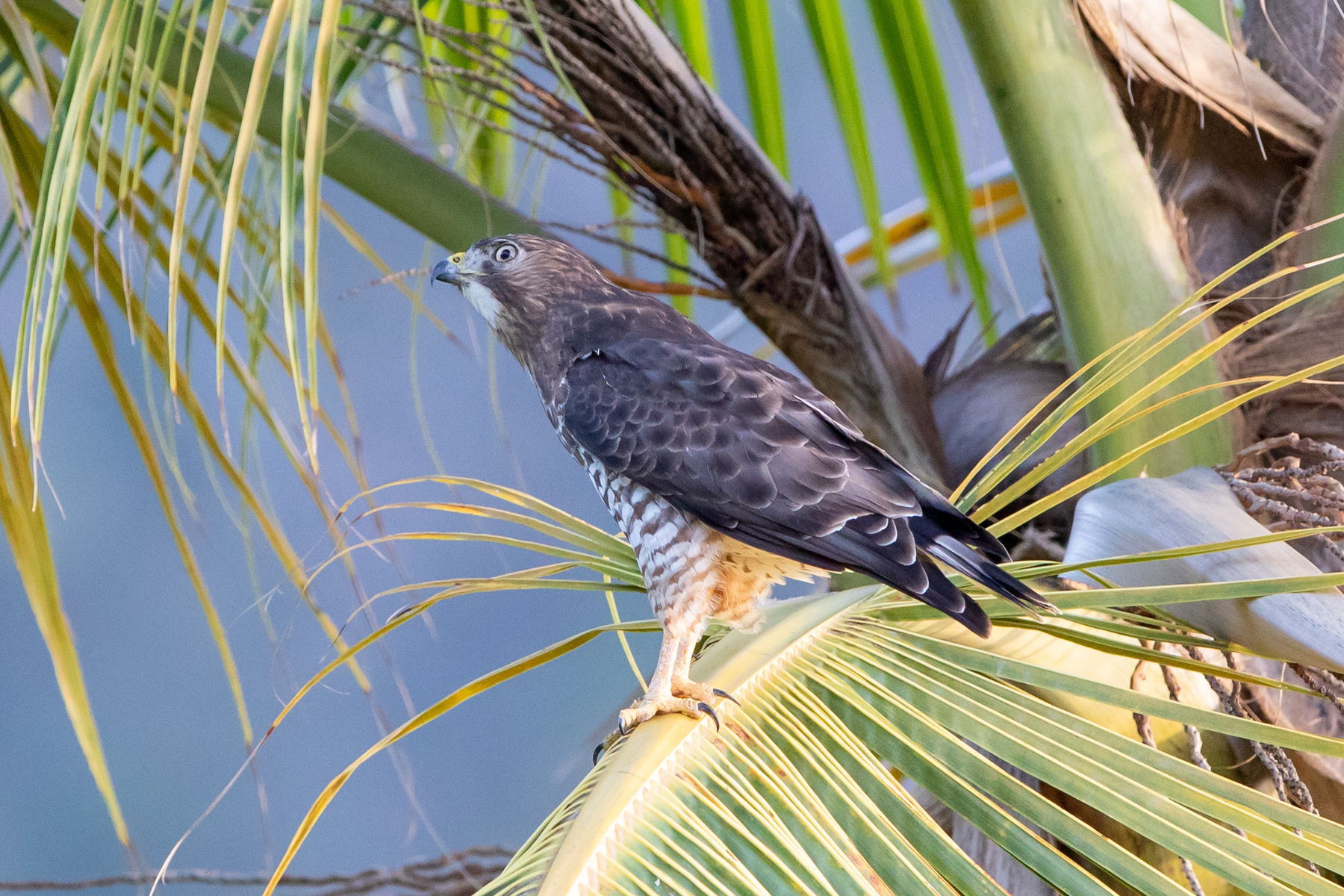 Broad-winged Hawk (Caribbean)