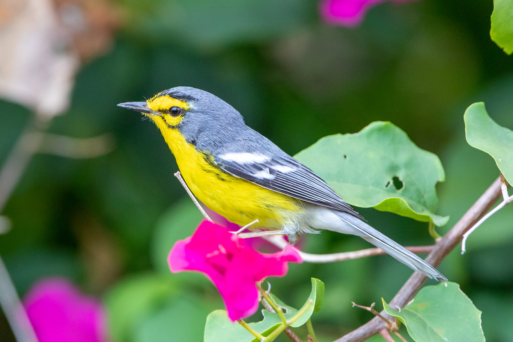 St Lucia Warbler