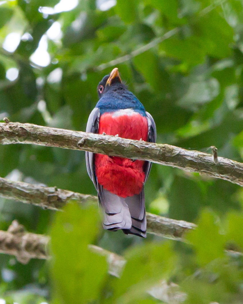 Black-tailed Trogon