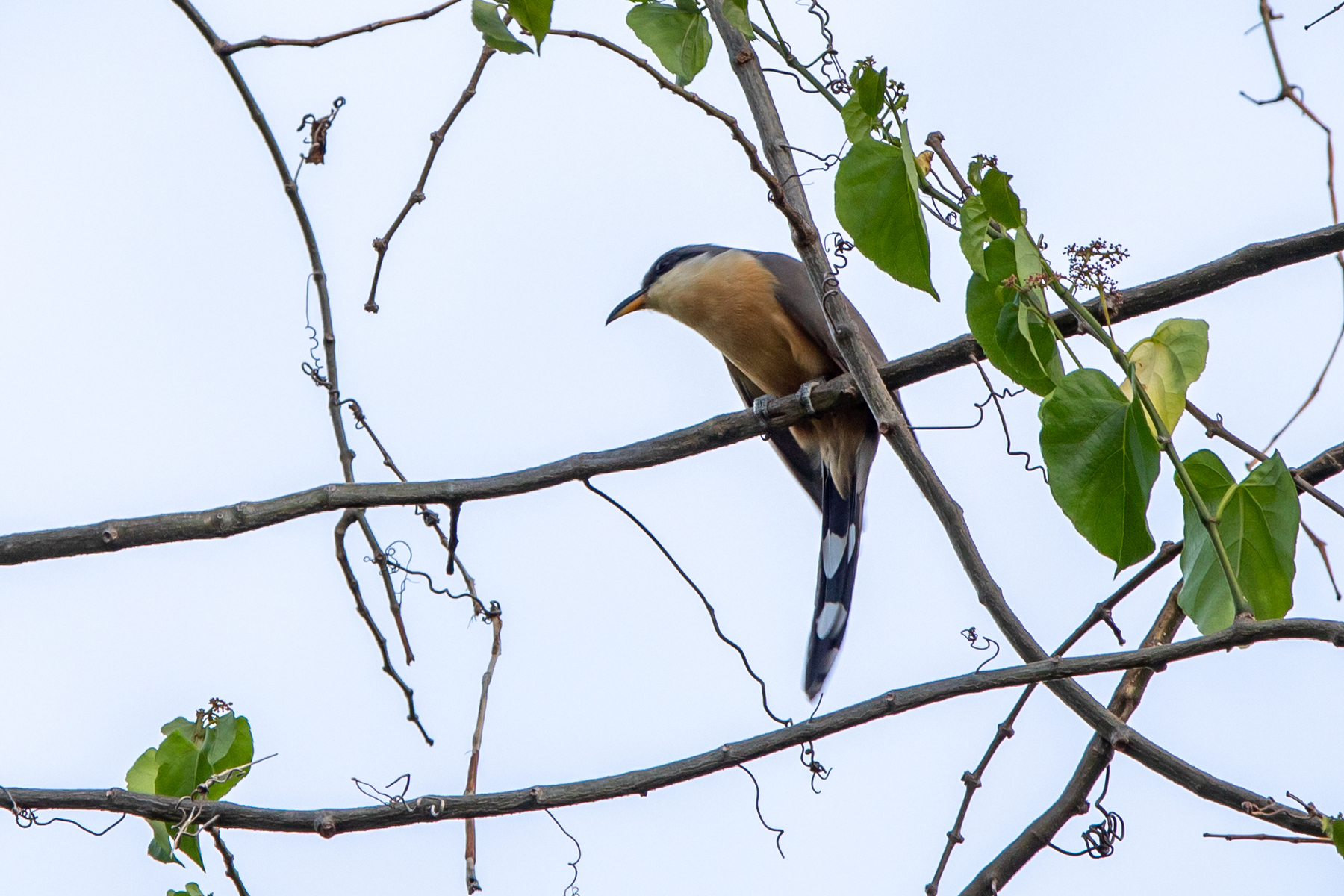 Mangrove Cuckoo