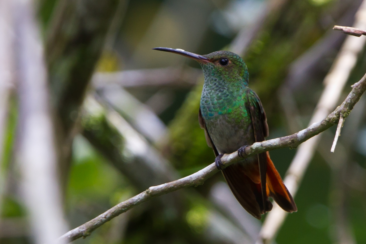 Rufous-tailed Hummingbird
