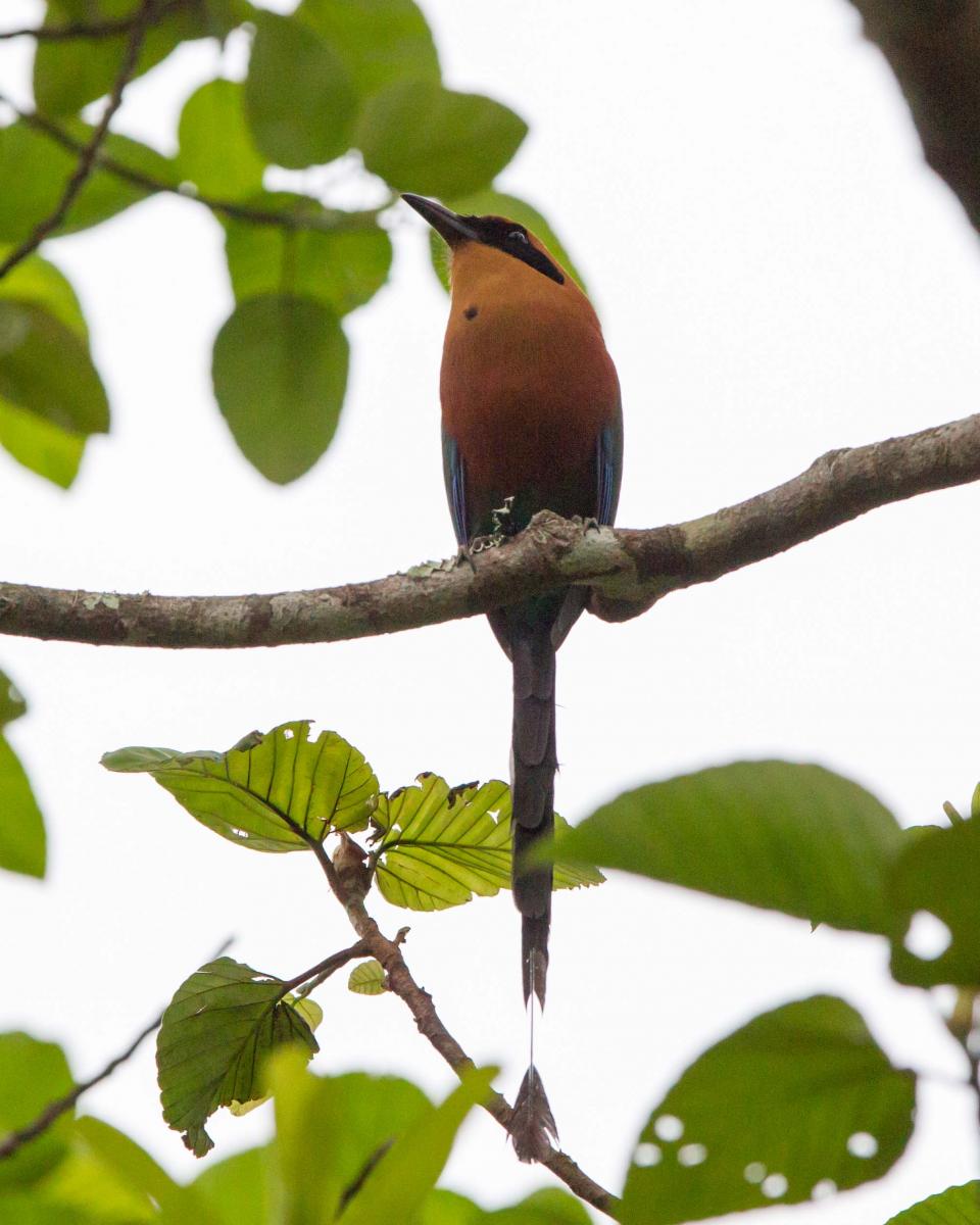 Rufous Motmot