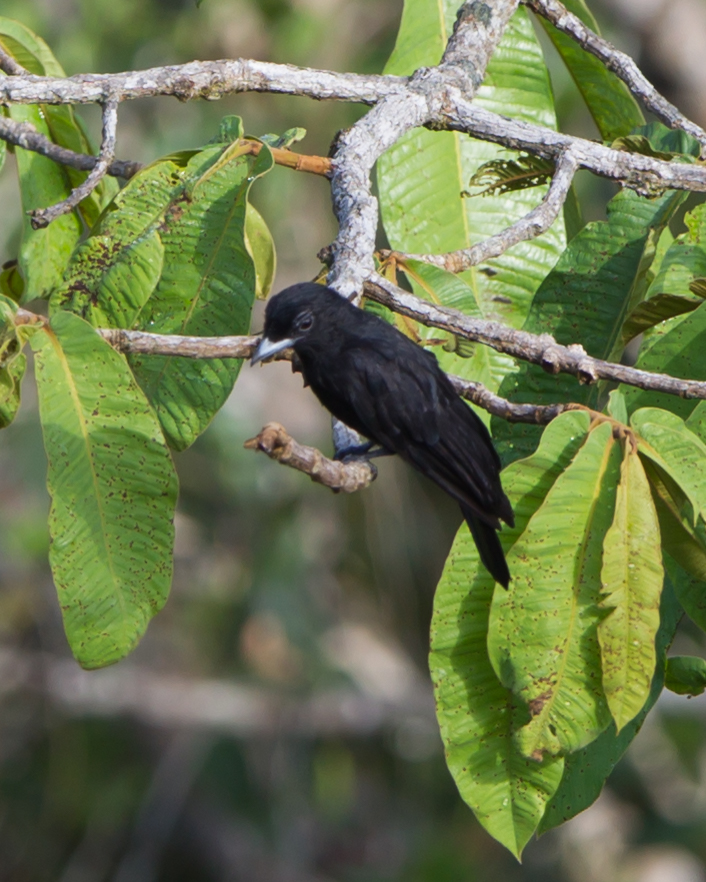 Purple-throated Fruitcrow (female)