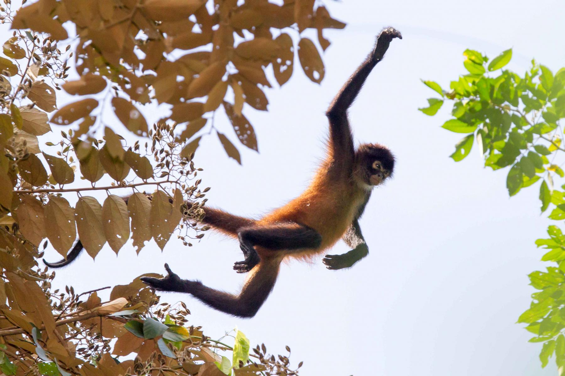 Jumping Spider Monkey