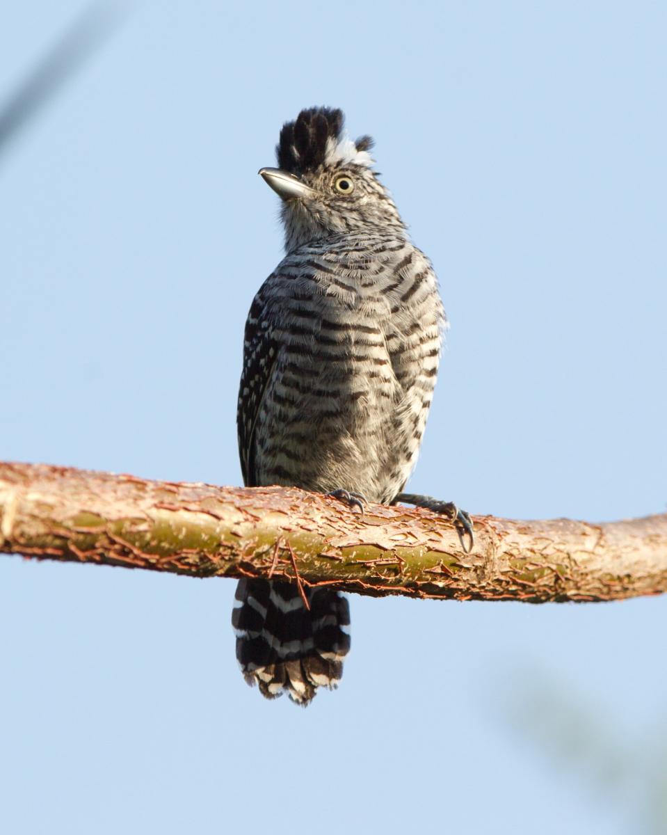 Barred Antshrike (male)