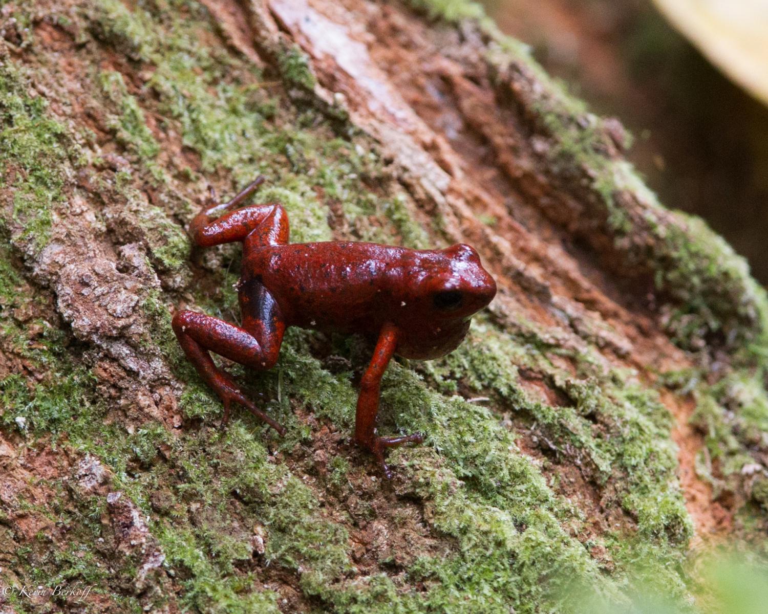 Strawberry Poison Dart Frog