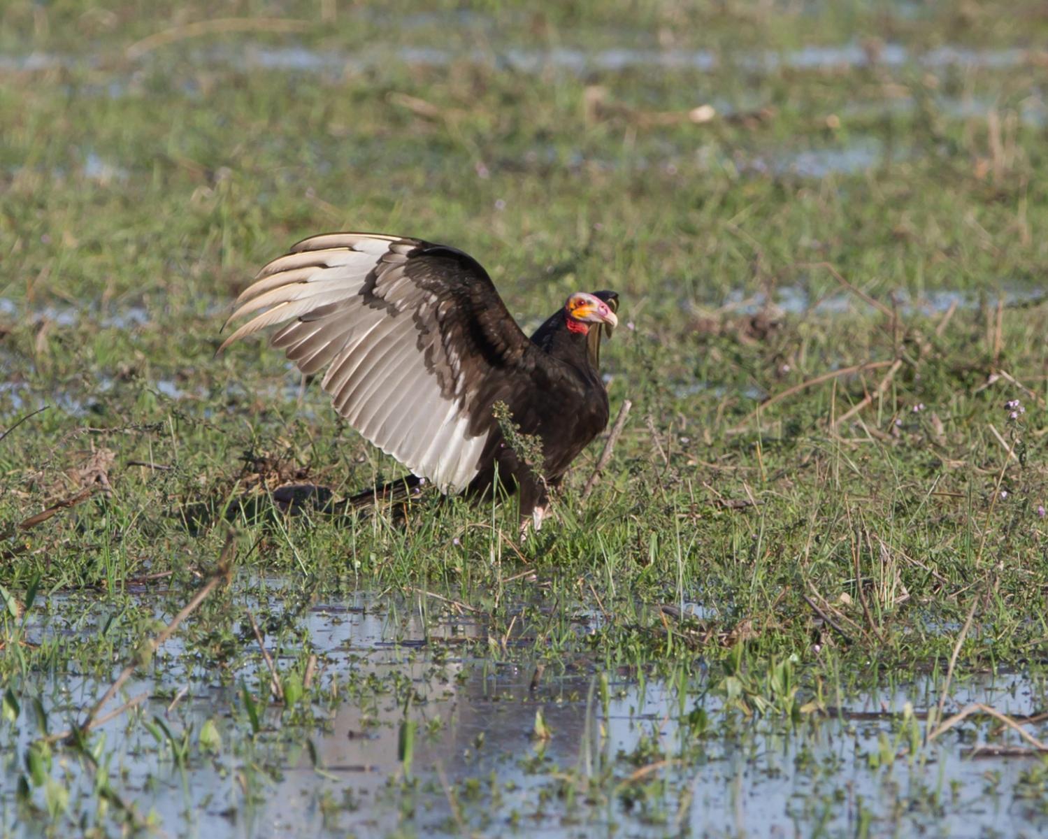Lesser Yellow-headed Vulture