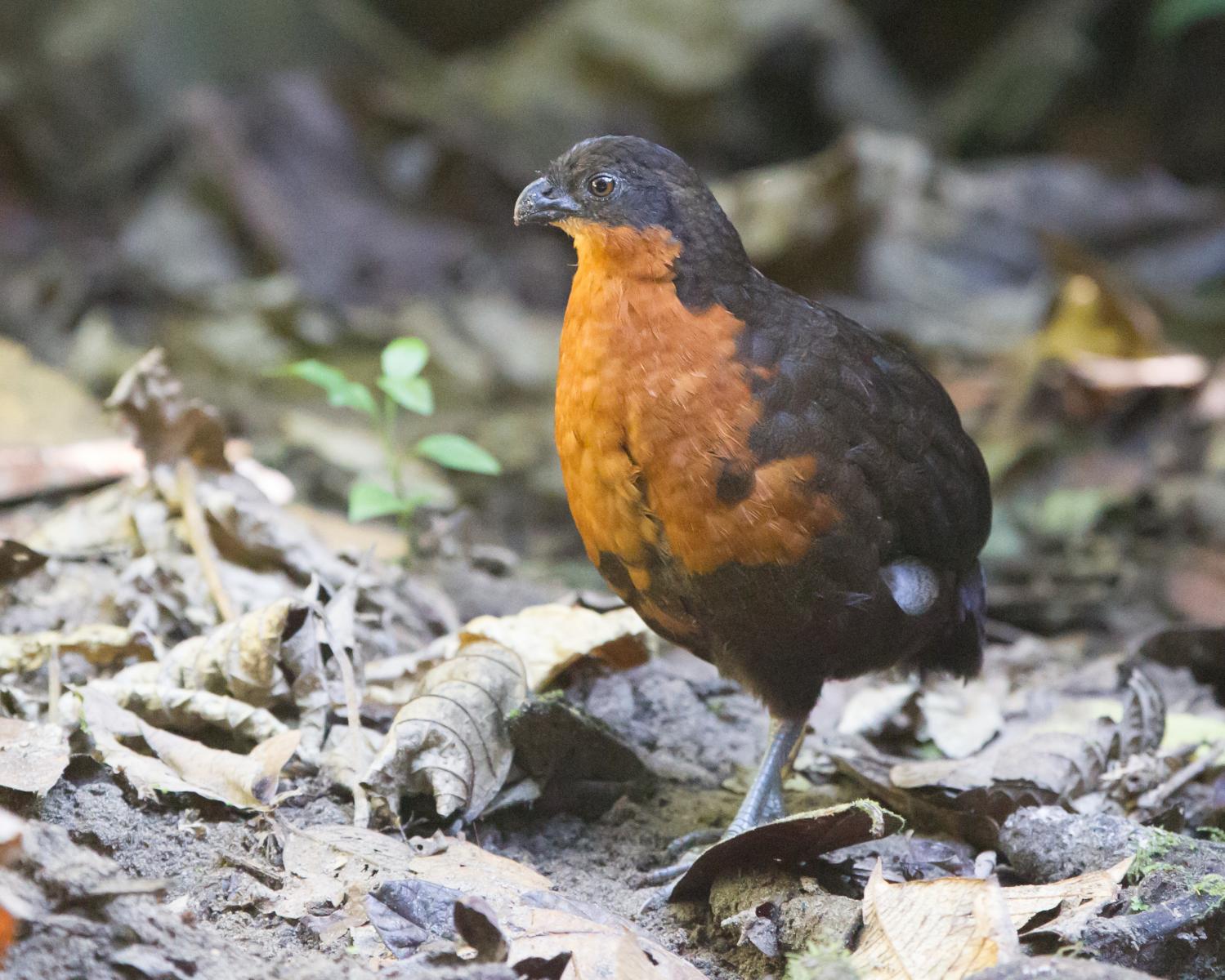 Dark-backed Wood-quail