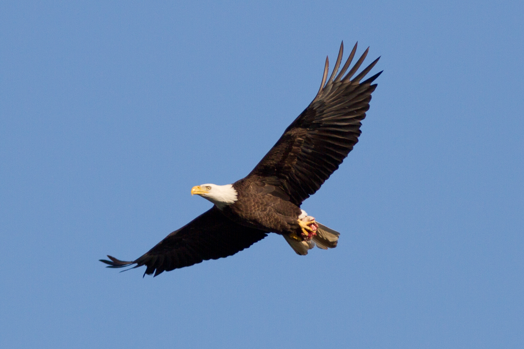 Bald Eagle 1