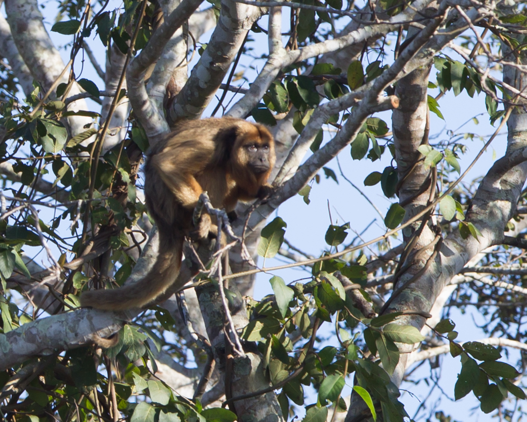 Black and Golden Howler Monkey