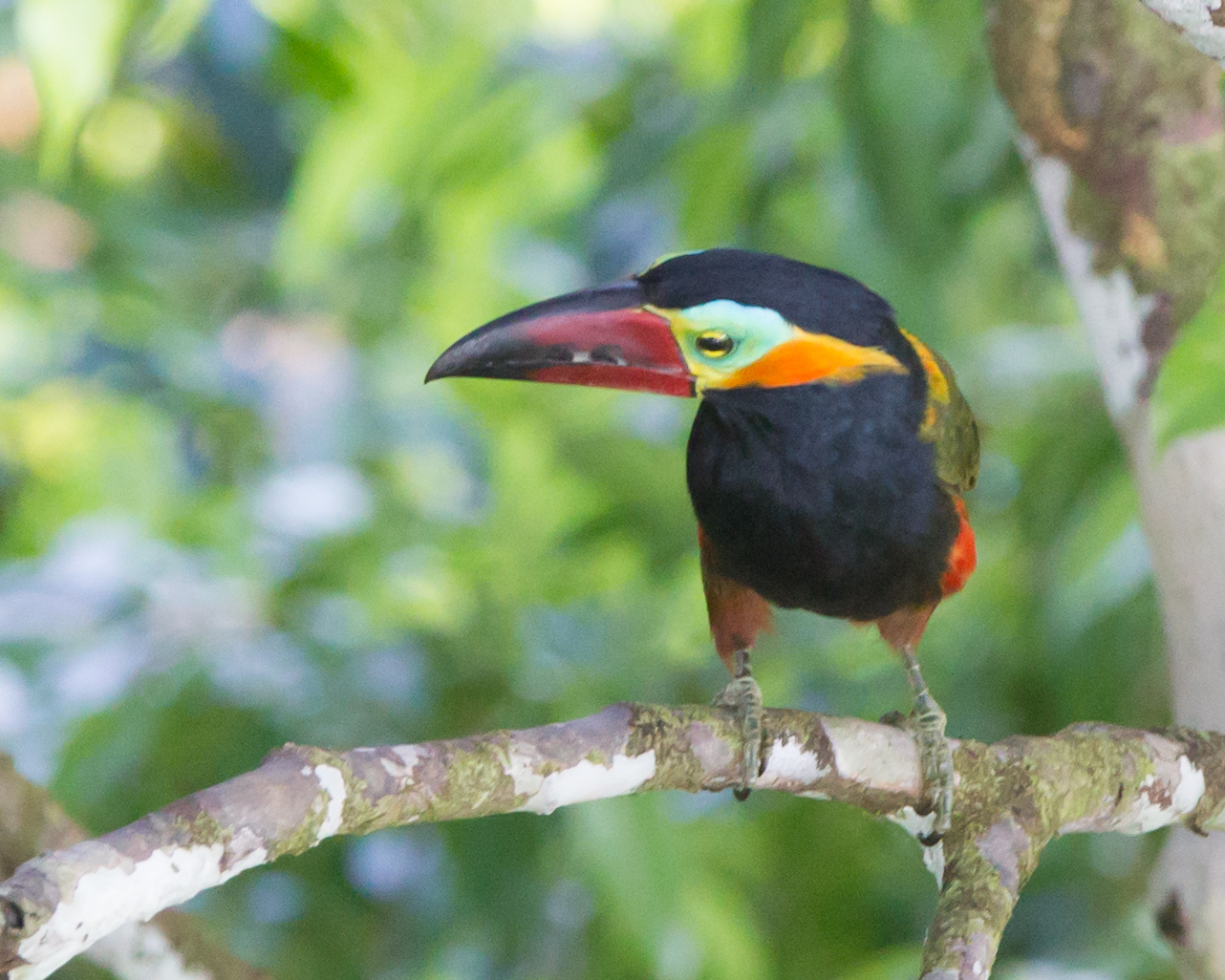 Golden-collared Toucanet