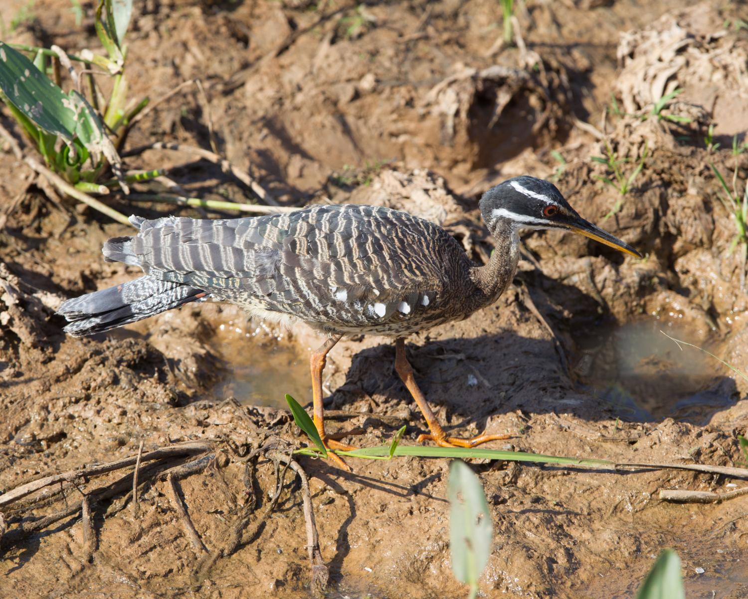 Sunbittern