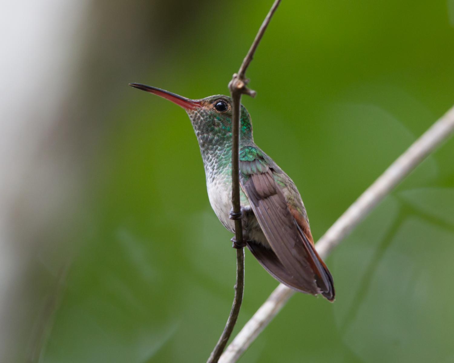 Rufous-tailed Hummingbird