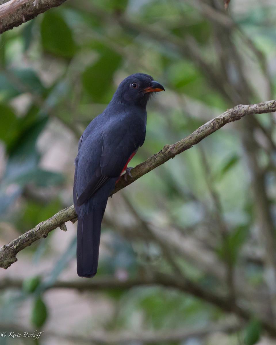 Slaty-tailed Trogon (female)