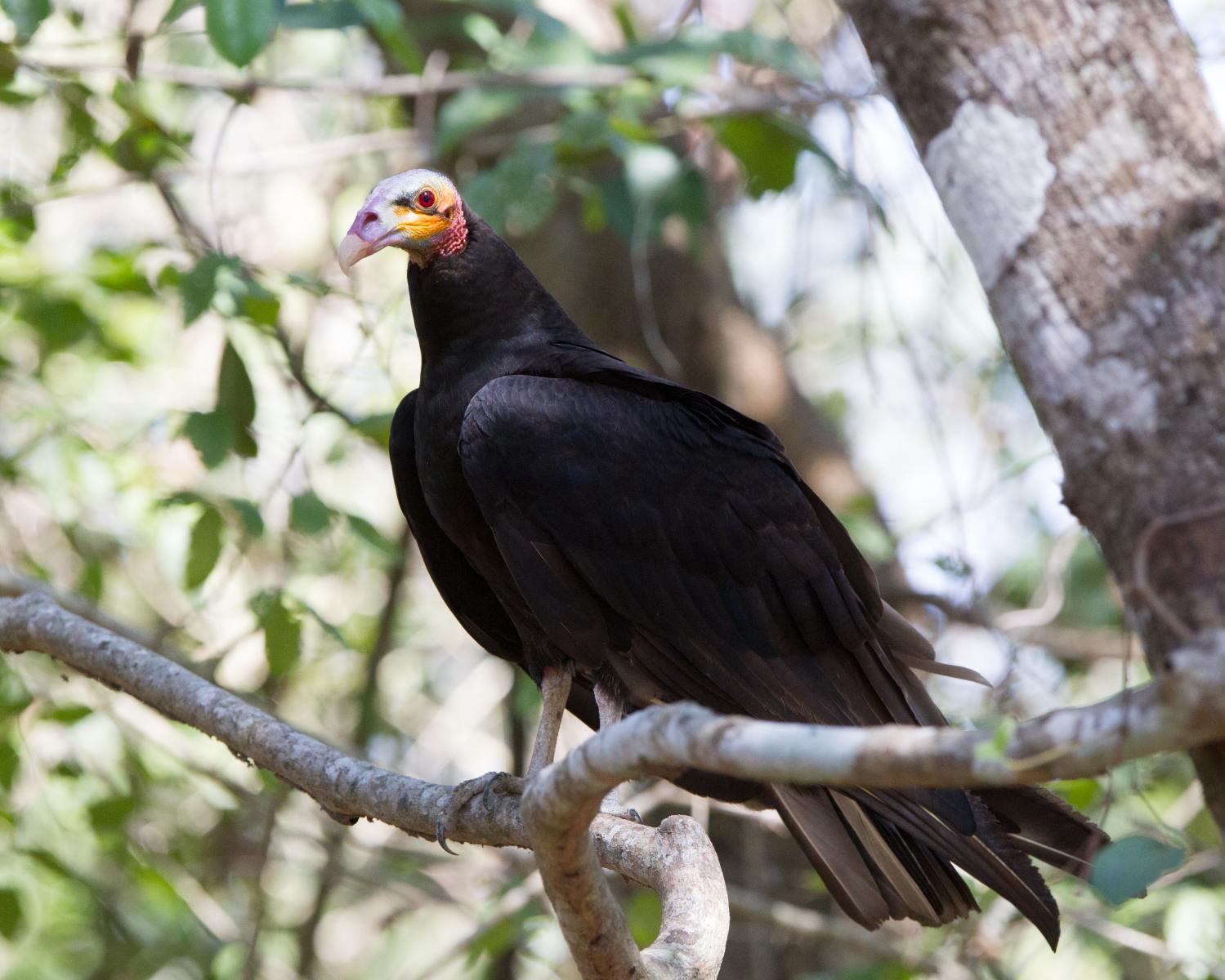 Lesser Yellow-headed Vulture