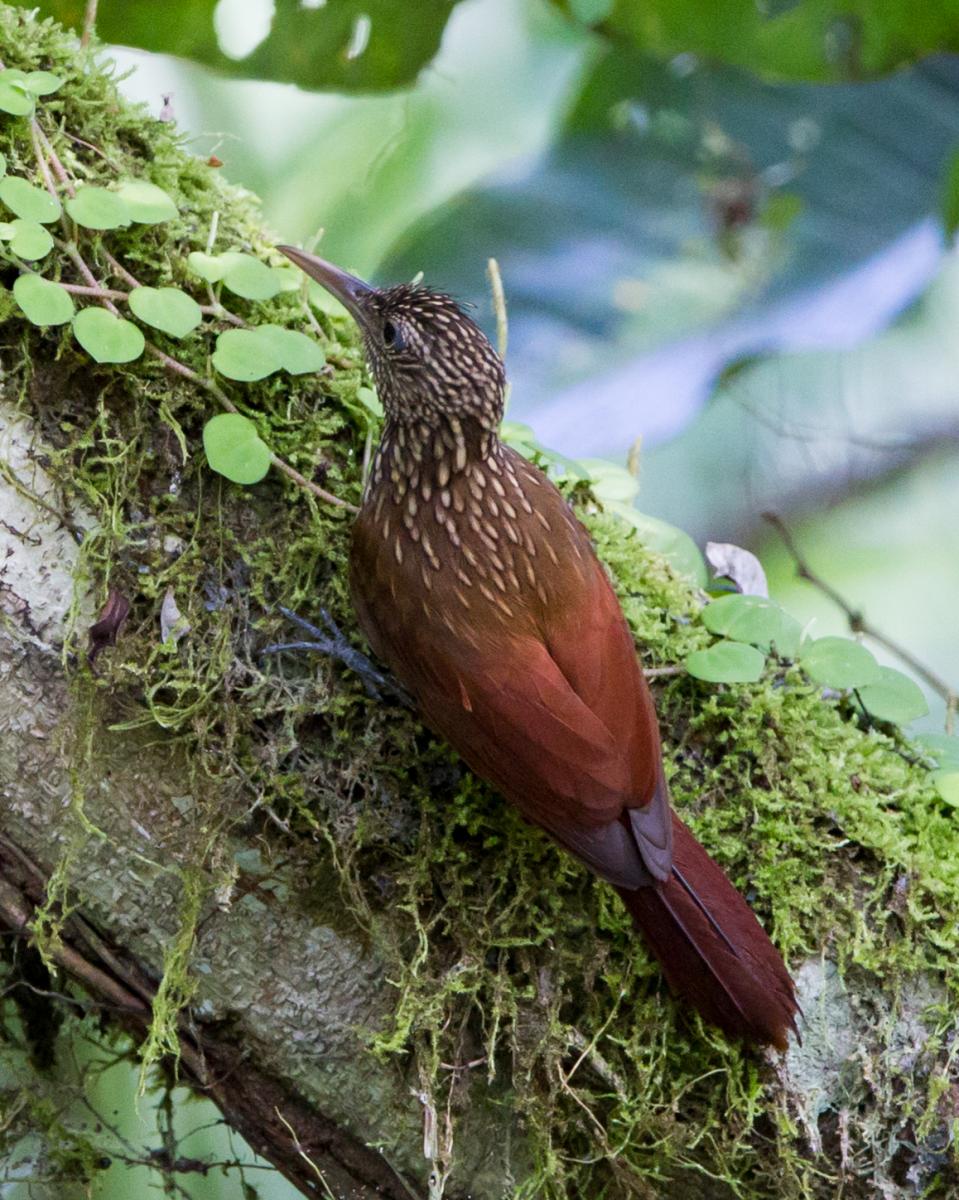 Buff-throated Woodcreeper