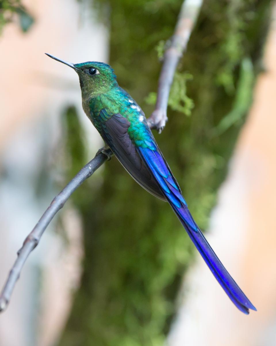 Violet-tailed Sylph