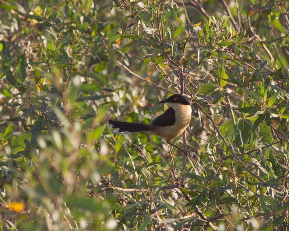 Black-headed Donacobius
