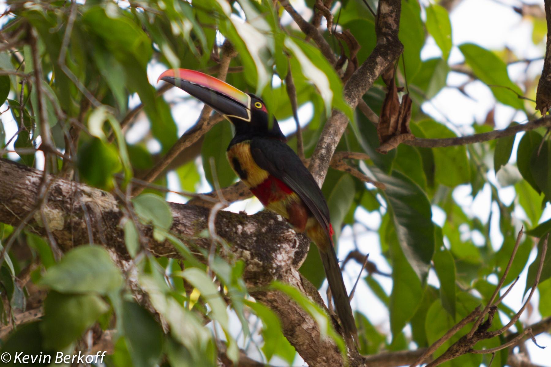 Fiery-throated Aracari