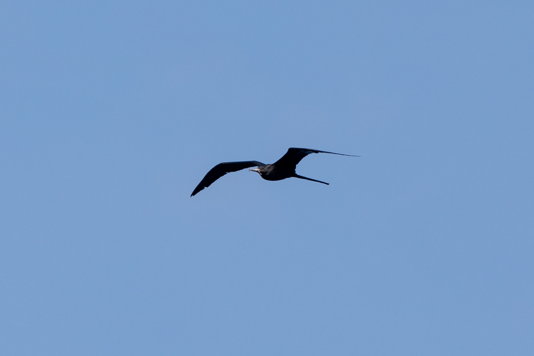 Magnificent Frigatebird