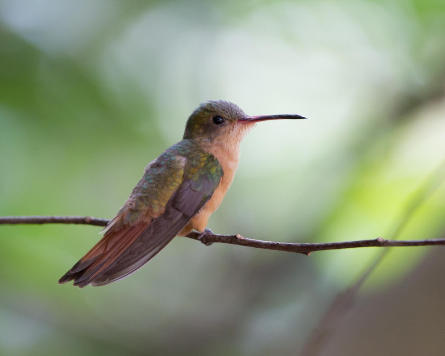 Cinnamon Hummingbird