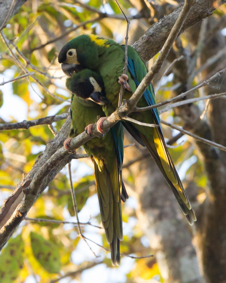 Golden-collared Macaw