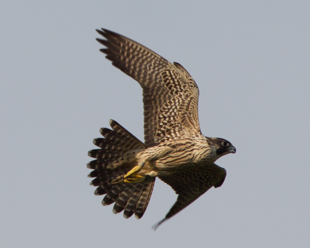 Peregrine Falcon