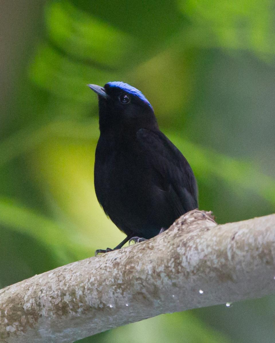 Blue-crowned Manakin