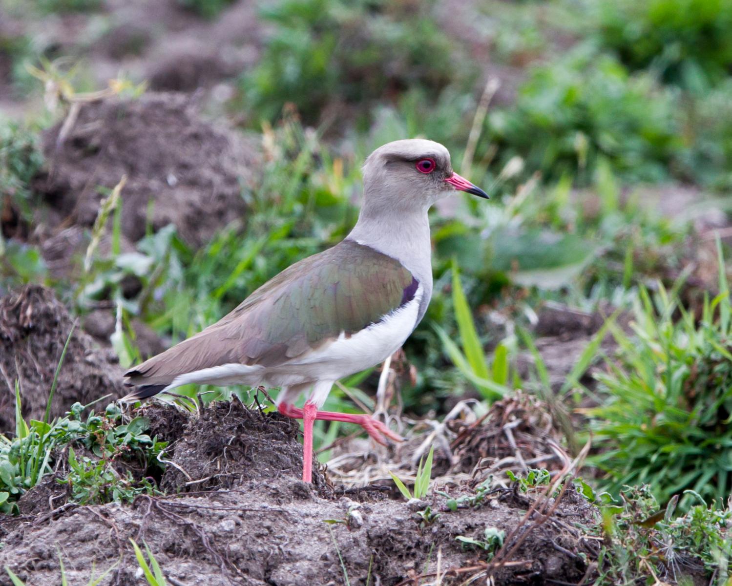 Andean Lapwing